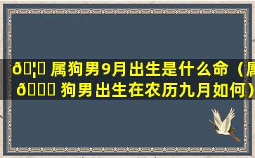 🦆 属狗男9月出生是什么命（属 💐 狗男出生在农历九月如何）